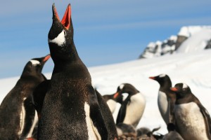 Klik hier voor meer...